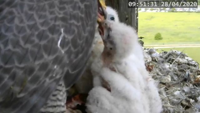 Screenshotter--PeregrineFalconNestAlexVergineLiveonBirdcam-782’43”.jpg