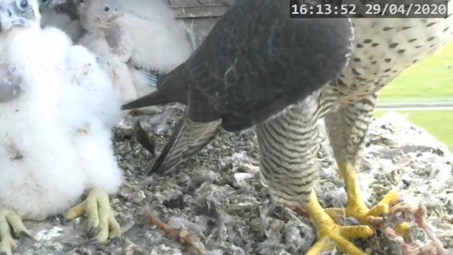 Screenshotter--PeregrineFalconNestAlexVergineLiveonBirdcam-786’34”.jpg