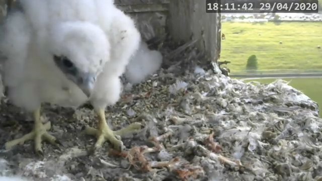 Screenshotter--PeregrineFalconNestAlexVergineLiveonBirdcam-771’54”.jpg