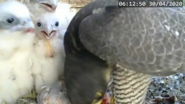 Screenshotter--PeregrineFalconNestAlexVergineLiveonBirdcam-741’50”.jpg