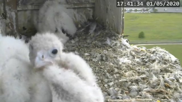 Screenshotter--PeregrineFalconNestAlexVergineLiveonBirdcam-780’23”.jpg