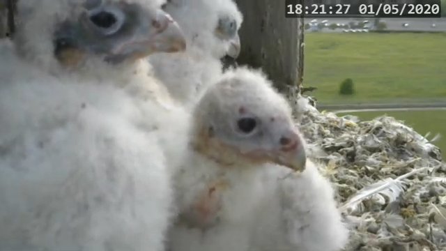Screenshotter--PeregrineFalconNestAlexVergineLiveonBirdcam-781’58”.jpg