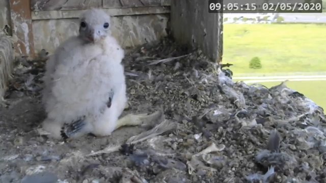 Screenshotter--PeregrineFalconNestAlexVergineLiveonBirdcam-712’00”.jpg