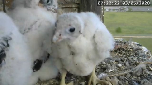 Screenshotter--PeregrineFalconNestAlexVergineLiveonBirdcam-783’39”.jpg