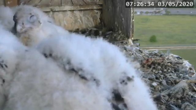 Screenshotter--PeregrineFalconNestAlexVergineLiveonBirdcam-783’46”.jpg