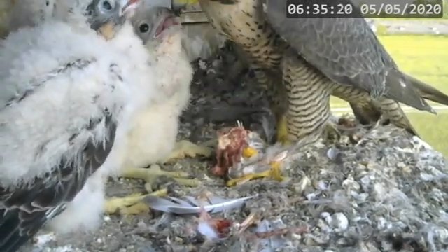 Screenshotter--PeregrineFalconNestAlexVergineLiveonBirdcam-782’06”.jpg