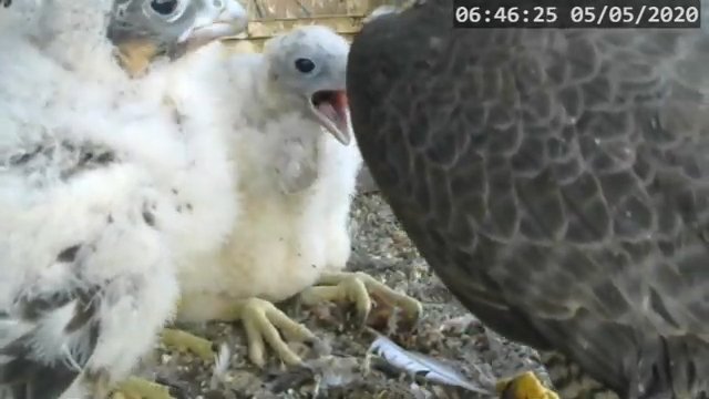Screenshotter--PeregrineFalconNestAlexVergineLiveonBirdcam-784’37”.jpg