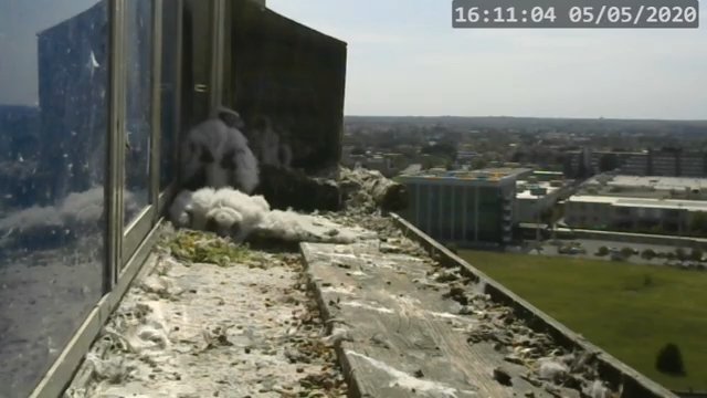 Screenshotter--PeregrineFalconNestAlexVergineLiveonBirdcam-780’27”.jpg