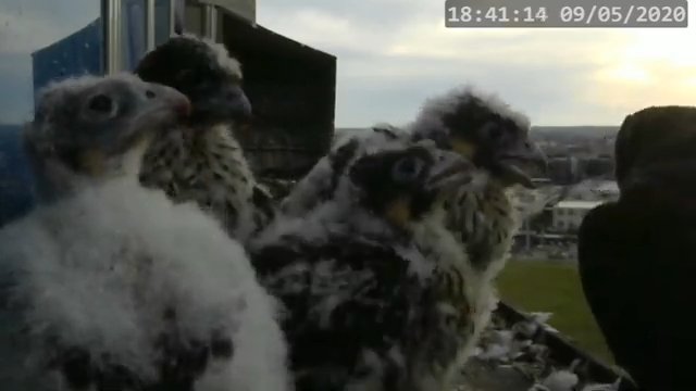 Screenshotter--PeregrineFalconNestAlexVergineLiveonBirdcam-780’48”.jpg