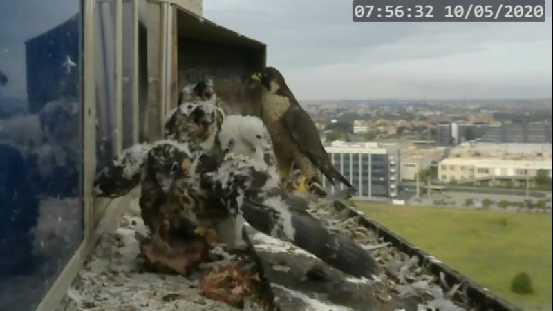Screenshotter--PeregrineFalconNestAlexVergineLiveonBirdcam-782’38” (1).jpg