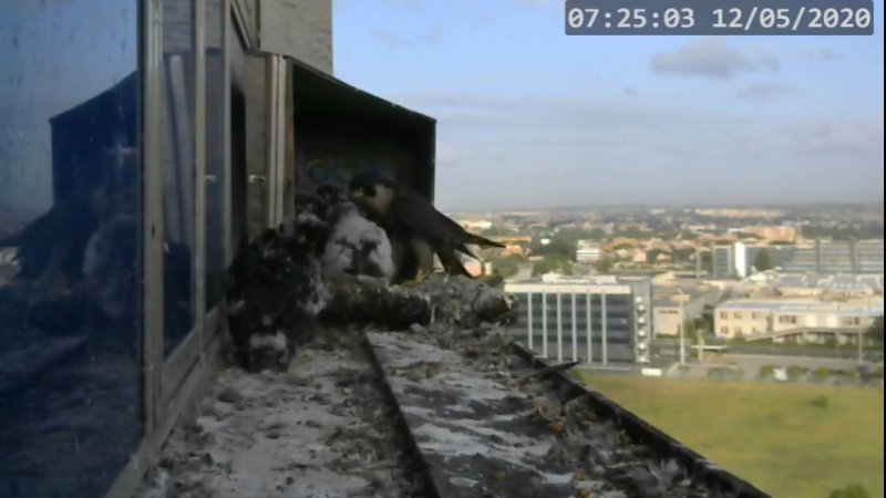 Screenshotter--PeregrineFalconNestAlexVergineLiveonBirdcam-780’42”.jpg
