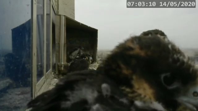Screenshotter--PeregrineFalconNestAlexVergineLiveonBirdcam-780’12” (3).jpg