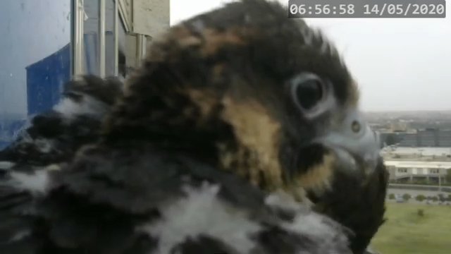 Screenshotter--PeregrineFalconNestAlexVergineLiveonBirdcam-781’08”.jpg