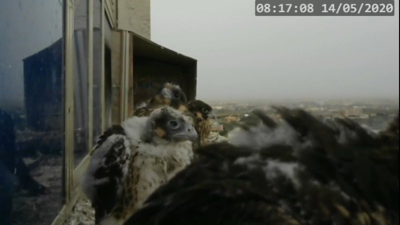 Screenshotter--PeregrineFalconNestAlexVergineLiveonBirdcam-784’22”.jpg