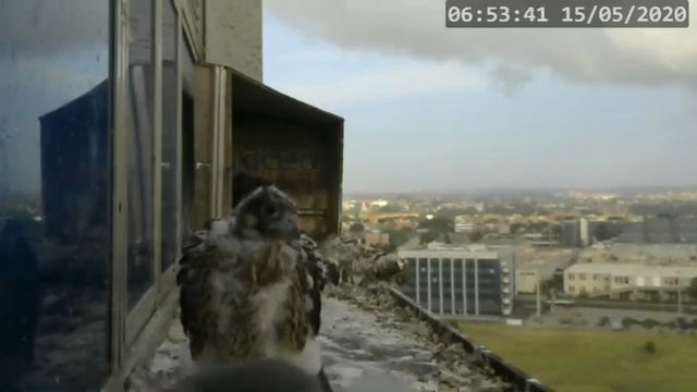 Screenshotter--PeregrineFalconNestAlexVergineLiveonBirdcam-780’21”.jpg
