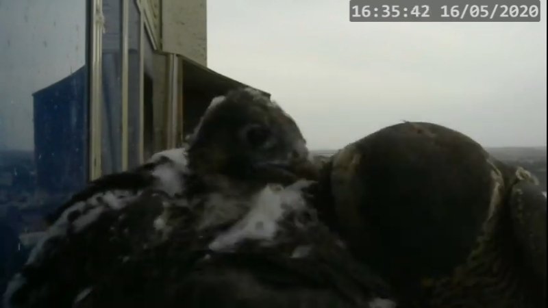 Screenshotter--PeregrineFalconNestAlexVergineLiveonBirdcam-780’51”.jpg