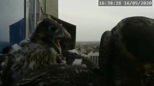 Screenshotter--PeregrineFalconNestAlexVergineLiveonBirdcam-781’04”.jpg