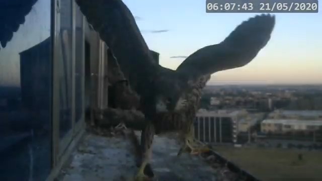 Screenshotter--PeregrineFalconNestAlexVergineLiveonBirdcam-781’18”.jpg