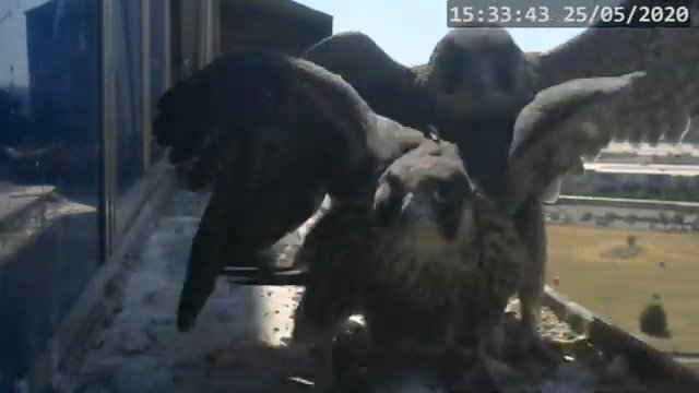 Screenshotter--PeregrineFalconNestAlexVergineLiveonBirdcam-782’35”.jpg