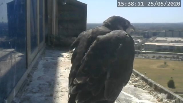 Screenshotter--PeregrineFalconNestAlexVergineLiveonBirdcam-782’13”.jpg