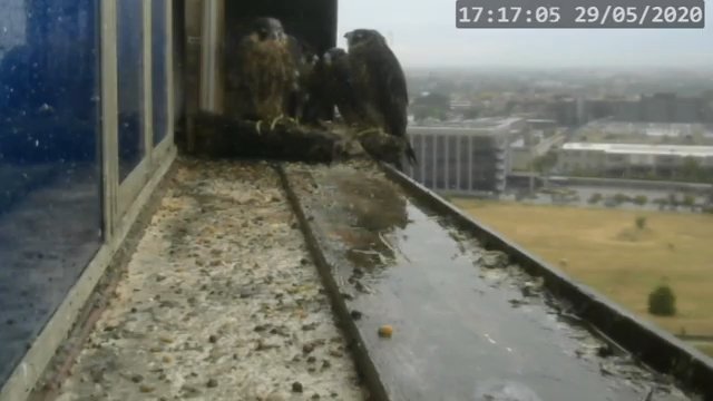 Screenshotter--PeregrineFalconNestAlexVergineLiveonBirdcam-776’20”.jpg