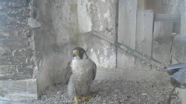 Screenshotter--YouTube-PeregrineFalconNest-AloaBriciolaLiveonBirdcam-774’14”.jpg