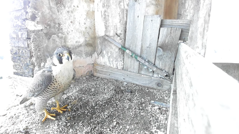 Birdcam.it - Peregrine Falcons Aloa & Briciola 24-26 screenshot.png