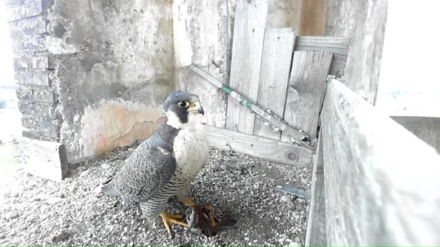 Screenshotter--YouTube-Birdcamit-PeregrineFalconsAloaBriciola-206’57”.jpg
