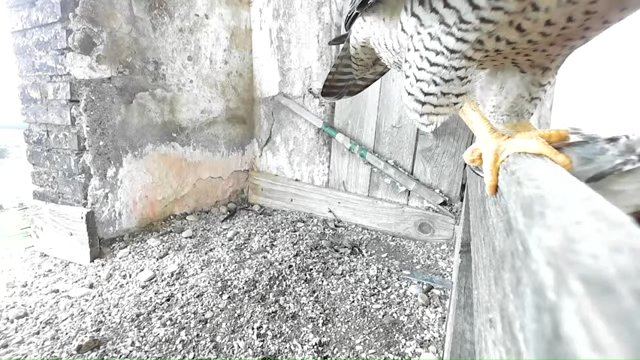 Screenshotter--YouTube-Birdcamit-PeregrineFalconsAloaBriciola-208’27”.jpg