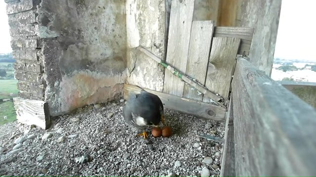 Screenshotter--YouTube-Birdcamit-PeregrineFalconsAloaBriciola-781’49”.jpg