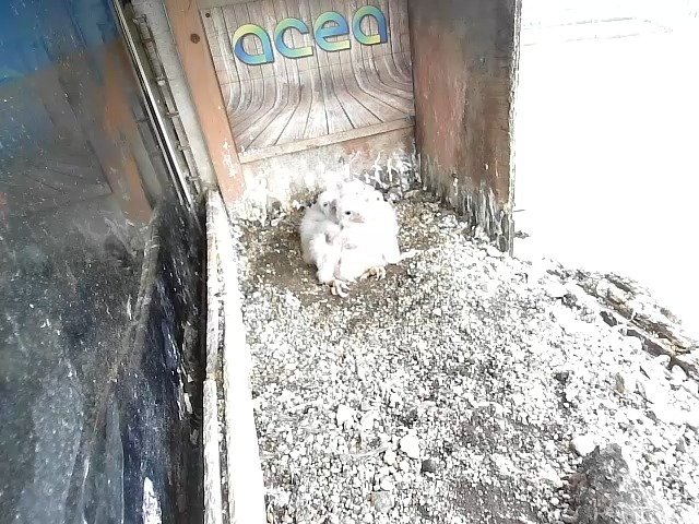 birdcam_17-4-2021-8-33.jpg