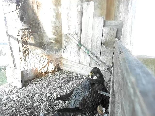 birdcam_20-4-2021-7-26.jpg