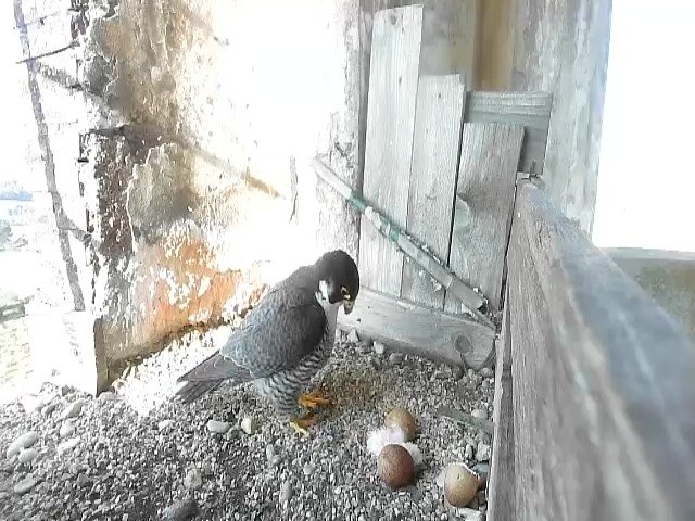 birdcam_20-4-2021-8-3 (1).jpg