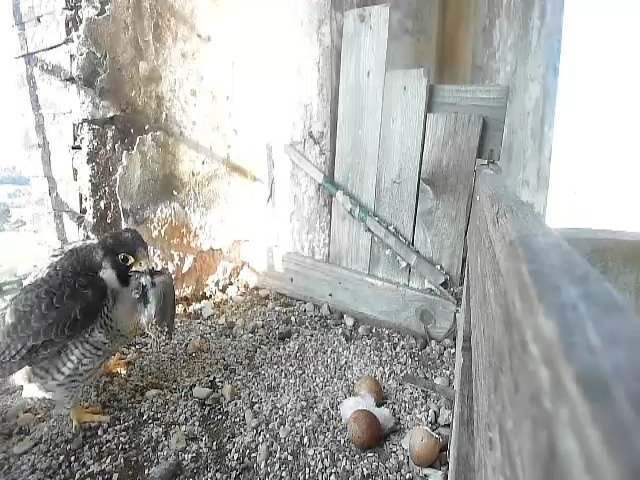 birdcam_20-4-2021-8-3.jpg