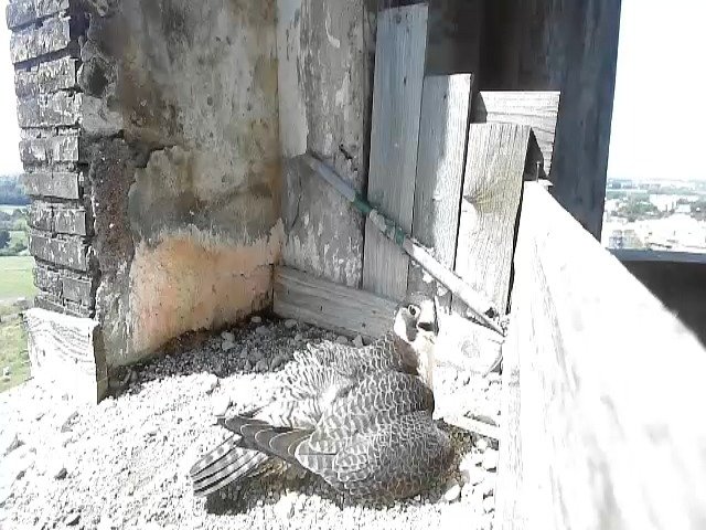 birdcam_20-4-2021-11-35.jpg