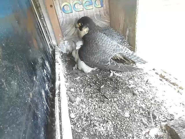 birdcam_20-4-2021-17-15 (1).jpg