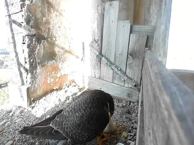 birdcam_21-4-2021-8-9.jpg
