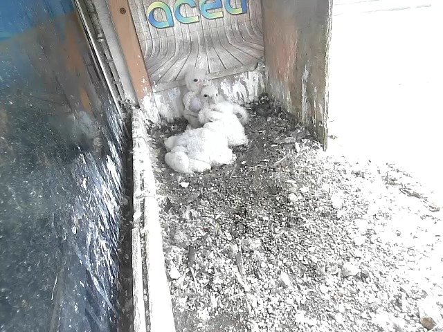 birdcam_21-4-2021-17-5.jpg