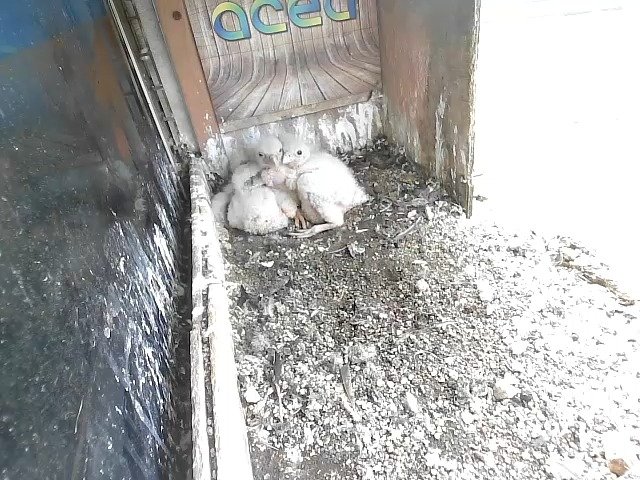 birdcam_21-4-2021-17-50.jpg