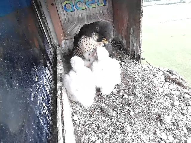 birdcam_22-4-2021-7-3 (1).jpg