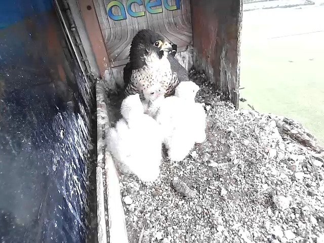 birdcam_22-4-2021-7-3.jpg