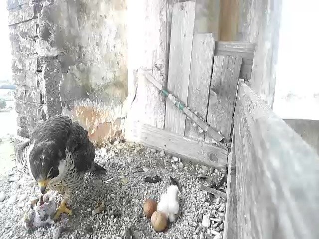 birdcam_22-4-2021-8-6.jpg