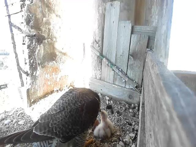 birdcam_23-4-2021-8-13 (1).jpg