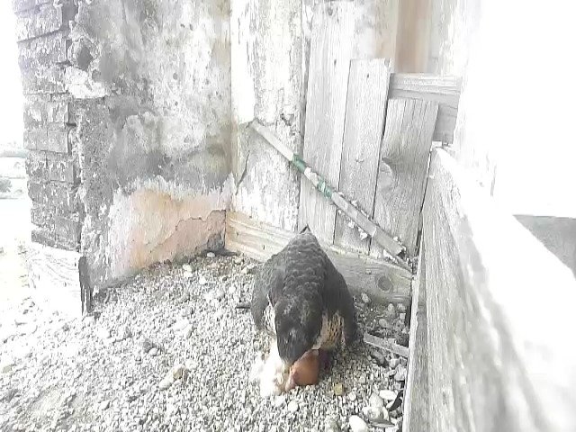 birdcam_23-4-2021-17-11.jpg