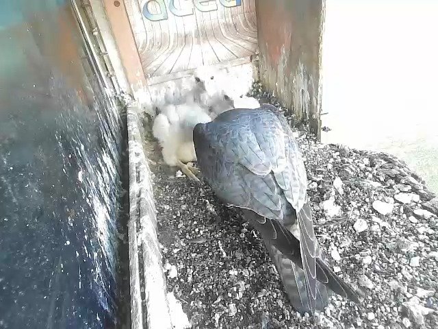 birdcam_24-4-2021-6-36.jpg