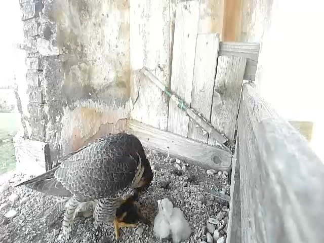birdcam_24-4-2021-6-43.jpg