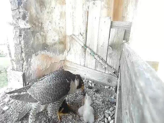 birdcam_24-4-2021-6-44.jpg