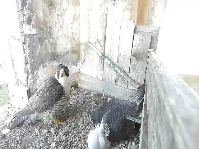 birdcam_24-4-2021-7-3.jpg