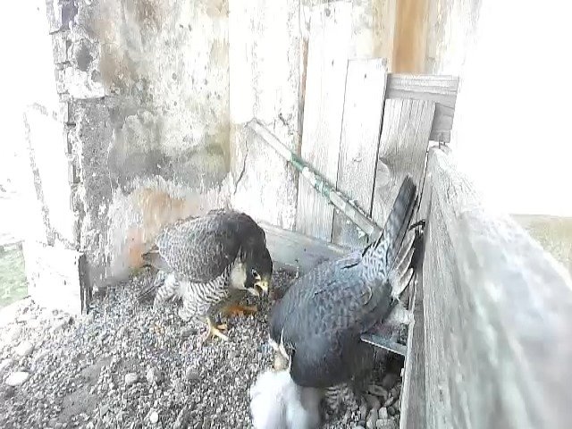 birdcam_24-4-2021-7-3 (1).jpg