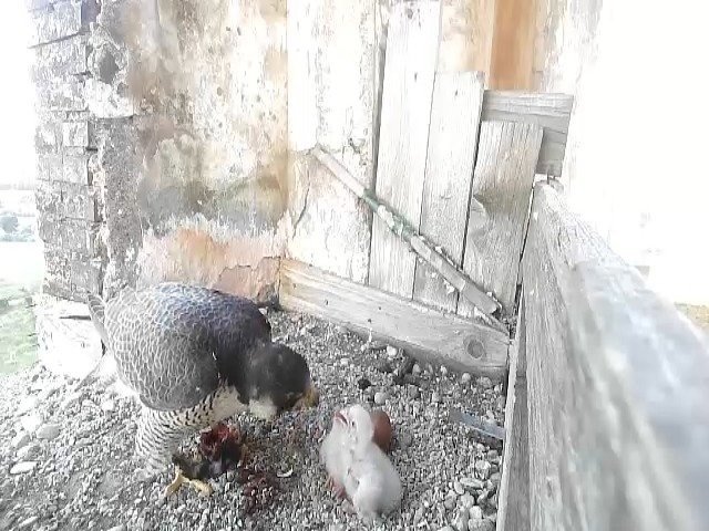 birdcam_25-4-2021-6-27.jpg